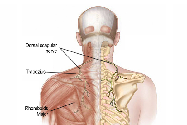 Shoulder Pain